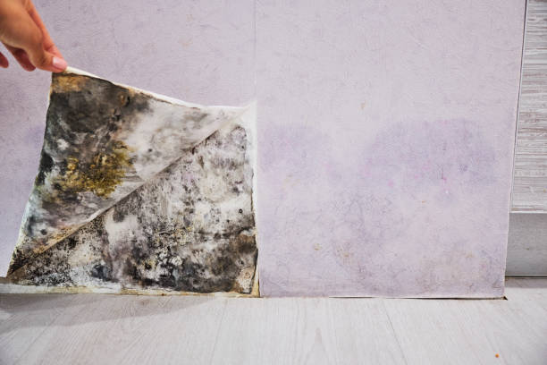 Attic Mold Removal in Oak Hills, PA